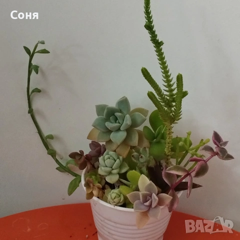 Сукуленти вкоренени микс, снимка 3 - Стайни растения - 54008928