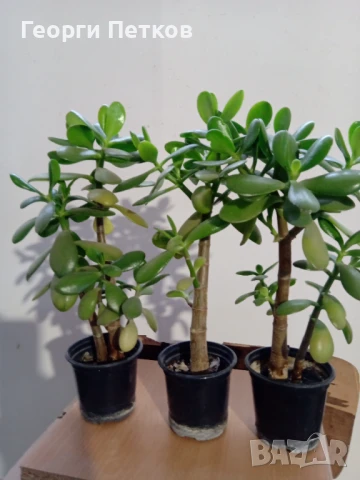 Дърво на живота-Красула, снимка 4 - Стайни растения - 51234461