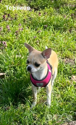 ПРОДАВАМ ЧИХУАХУА , снимка 3 - Чихуахуа - 53713892