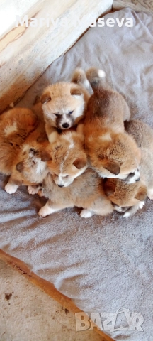 Малки кученца Акита , снимка 2 - Акита - 52511472