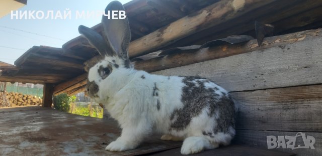 Белгийски великани