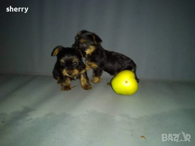 Йоркита , снимка 2 - Йоркширски териер - 50500527