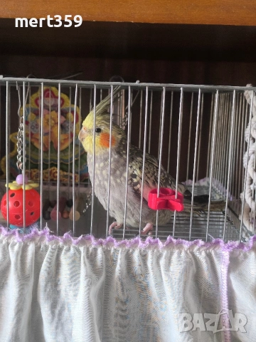 6 месеца корелла , снимка 3 - Папагали - 54189174