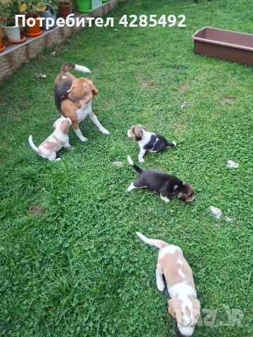 Куче порода Бигъл, Чистокръвни бигълчета , снимка 4 - Бигъл - 52429439