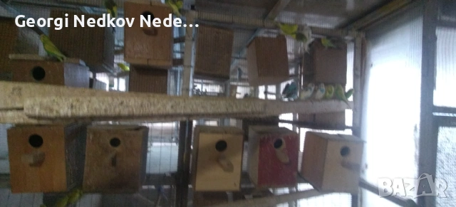 Продавам вълнисти , снимка 9 - Папагали - 53025277