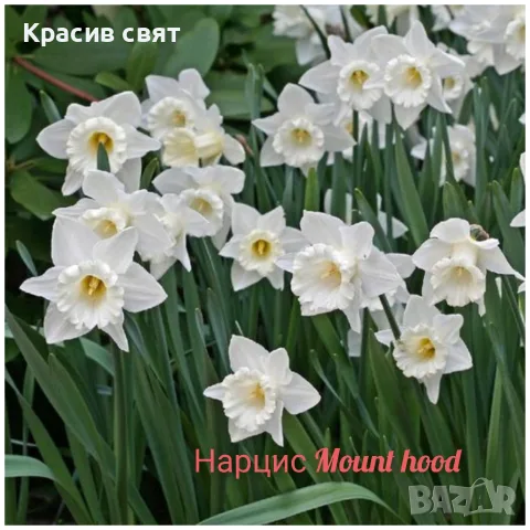Нарциси луковици, снимка 5 - Сортови семена и луковици - 56163384