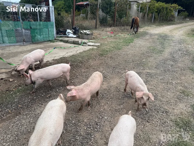 Prodavam praseta 