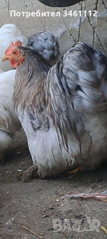 продавам петлета мини кохин 10 бройки може и ярки!, снимка 5 - други­ - 53065889