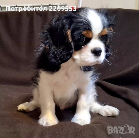 Кавалер Кинг Чарлз Шпаньол FCI, снимка 8 - Кавалер кинг чарлз шпаньол - 52619347