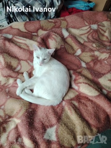 Чисто Бяло Коте порода Као Мани, снимка 2 - Други - 54061405
