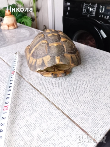 Коруба на костенурка и абаносова африканска маска, снимка 2 - Декорация за дома - 51649427