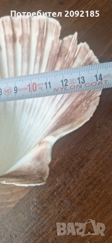 Миди,корали, снимка 7 - Други ценни предмети - 51854663