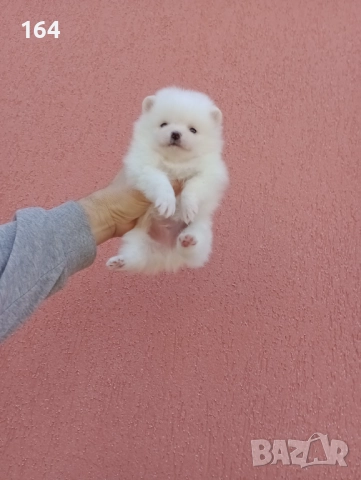 Бели Померани. Момиче и момче. Реални снимки от 29.12.25 г. , снимка 3 - Померан - 52930796