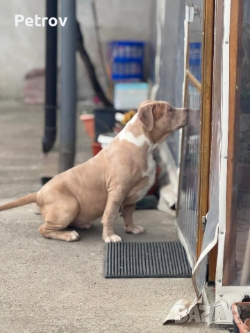 Американско були , снимка 3 - Питбул - 53690899