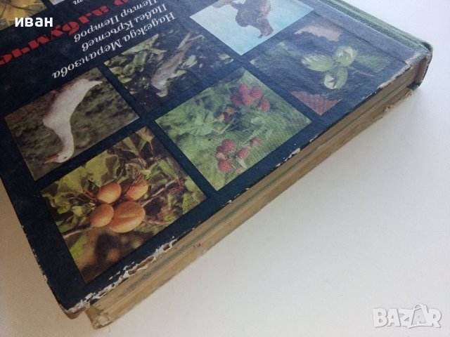 Детско албумче за растения и животни - Н.Меранзова,П.Кръстев, П.Петров - 1971г., снимка 11 - Енциклопедии, справочници - 42241223