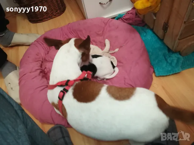 ДЖАК РЪСЕЛ БЕБЕТА-ПРОДАВАМЕ-РОДЕНИ 19/12/24г 2801250614, снимка 15 - Джак ръсел териер - 48857182