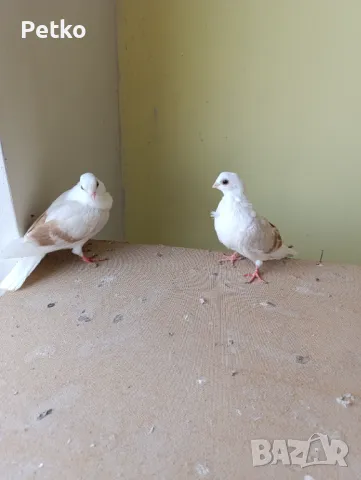 Продавам гълъби от снимките , снимка 15 - Гълъби - 47875262