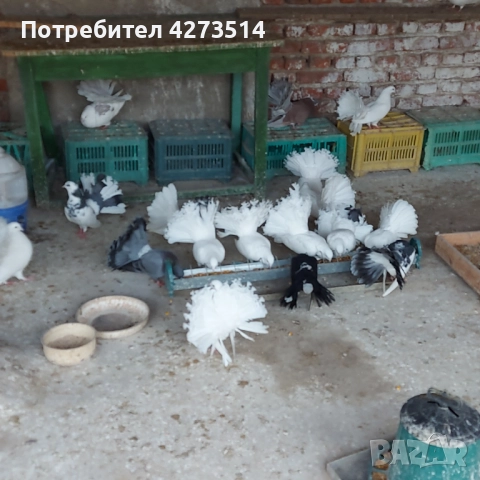 Продавам гълъби Финерлии - бели, сиви и пъстри, снимка 12 - Гълъби - 52268397