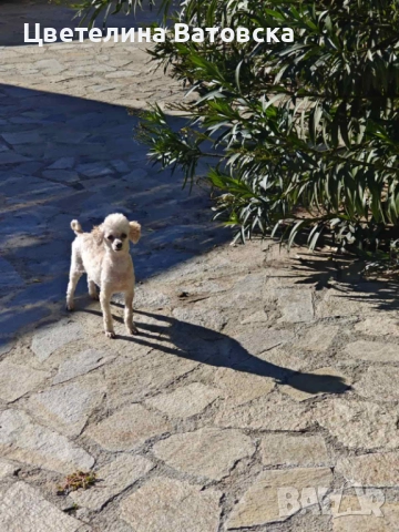 Продавам 3 мини пуделчета – момичета, 8 месеца , снимка 4 - Пудели - 52634858