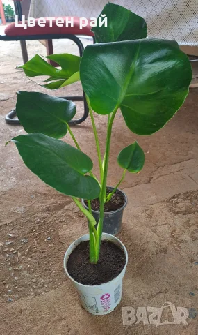 Monstera deliciosa , снимка 2 - Стайни растения - 55825825