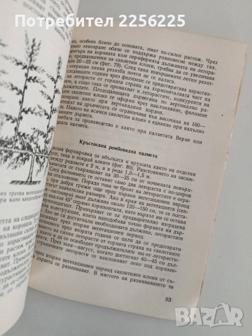 Декоративно овощарство, снимка 4 - Специализирана литература - 52920689