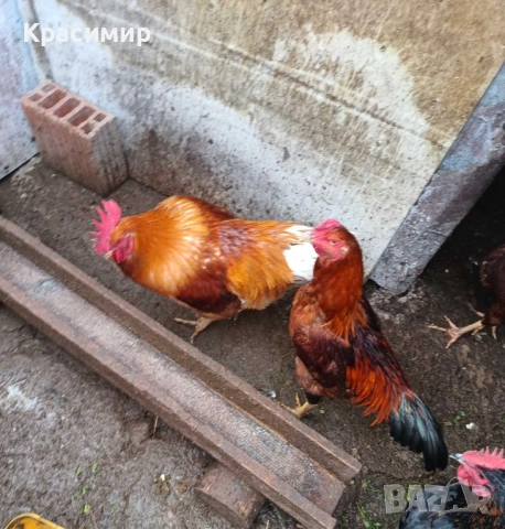 Продавам кокошки- няколко породи, неми патици-юрдечки., снимка 11 - Патици и гъски - 48682860
