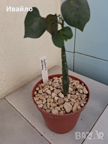 Сукуленти само за ценители