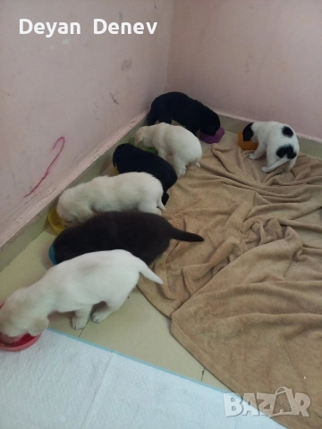 лабрадор реитривър 