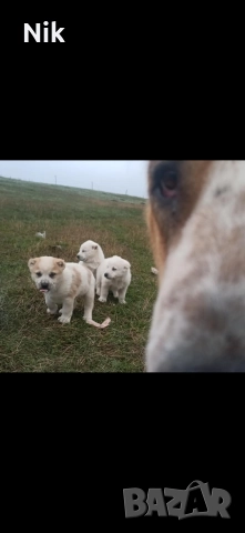 Алабайчета САО, снимка 5 - Алабай - 52978034