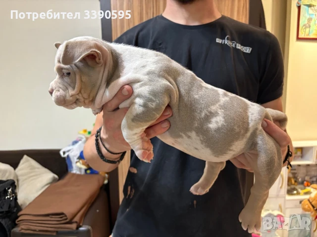 Американско були Покет Момиче, снимка 2 - Питбул - 51038980