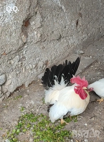 Чифт Шабо, снимка 2 - други­ - 54167550