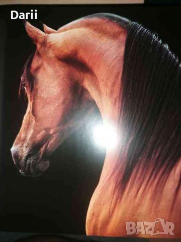 Конете, снимка 2 - Други - 36813860