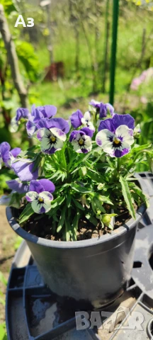 Продавам цветя Теменужки Трикси, снимка 10 - Разсади - 50464114