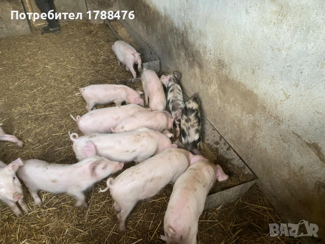 продавам домашни прасета, снимка 3 - Прасета - 53292753