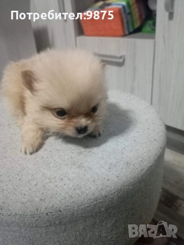 Продавам померани , снимка 2 - Померан - 52887390