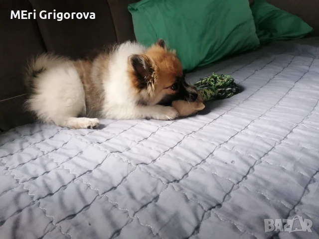 Померснски шпиц женско, снимка 1