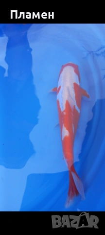 Японски шаран KOИ, снимка 2 - Рибки - 49475855