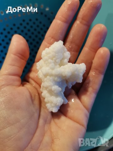 ПРОБИОТИК ~ Тибетски КЕФИРНИ зърна Кефир за млечна ферметнация , снимка 9 - Домашни продукти - 42437691