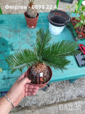 ЦИКАС, снимка 12 - Разсади - 48406399