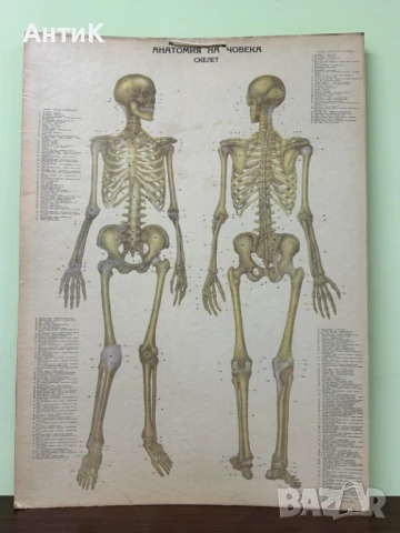 Соц Анатомични Медицински Плакати, снимка 2 - Антикварни и старинни предмети - 51384957