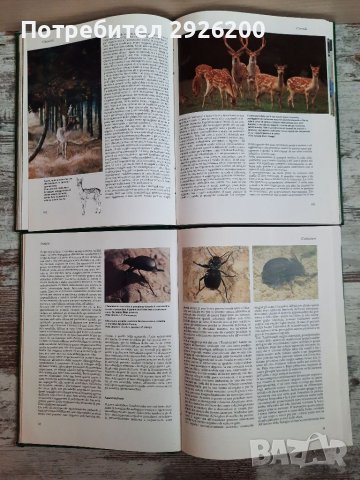 ЕНЦИКЛОПЕДИЯ ЗА ЖИВОТНИ 5БР., снимка 16 - Енциклопедии, справочници - 38065436