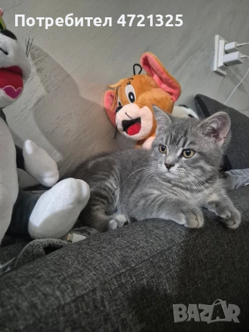 Британско таби. , снимка 9 - Британска късокосместа - 53250363