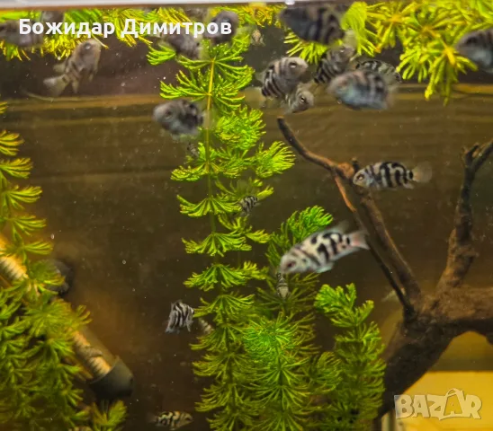 рибки син папагал  (Polar Blue Parrot Cichlid), снимка 6 - Рибки - 56085754