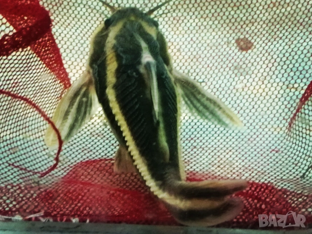 Продавам голями сомове Платидоруси и Синудонтуси, снимка 3 - Рибки - 53885429