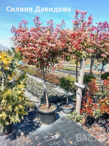 Фотиния , снимка 2 - Градински цветя и растения - 54315952