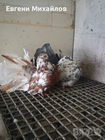 Фенерлии , снимка 9 - Гълъби - 52901917