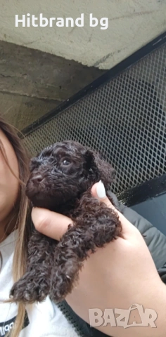 Пудел Той шоколад , снимка 4 - Пудели - 52124171