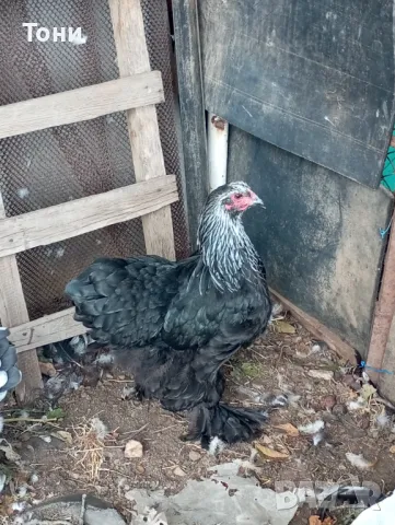 кокошки черна брама 3+1