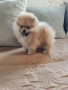 Померан мини мъжко и женско , снимка 14
