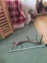 Продавам рога от елен, снимка 1